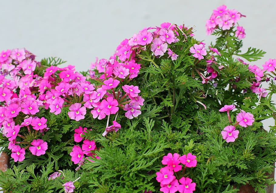 pequeñas flores, rosa, planta, naturaleza, primavera, jardín, Flor, planta  floreciendo, color rosado, belleza en la naturaleza | Pxfuel