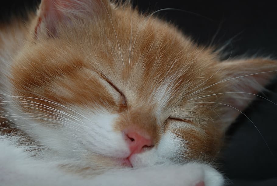 cat asleep, kitten, cat, sleep, pet, young cat, sweet, red cat, domestic Cat, pets