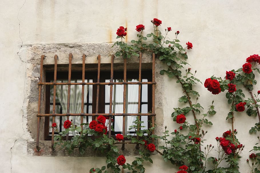 red, roses, rusty, metal window grille, red Roses, metal, window, grille, historically, flowers