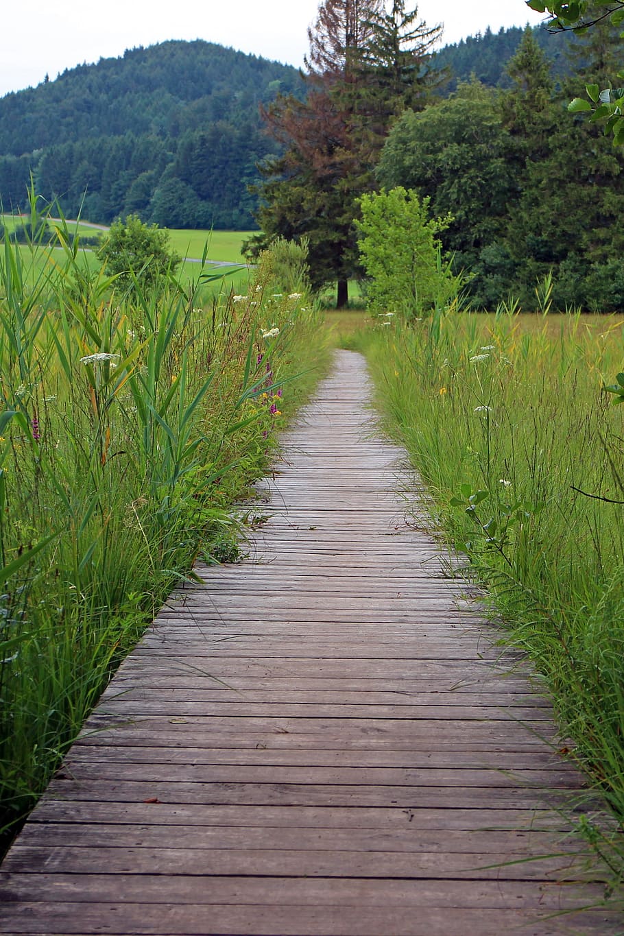 brown, wooden, pathway, grass fields, towards, forest, grass, fields, wooden track, away