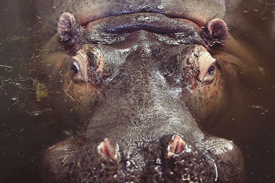 closeup, photography, hippopotamus, body water, daytime, hippo, animal, wildlife, safari, africa
