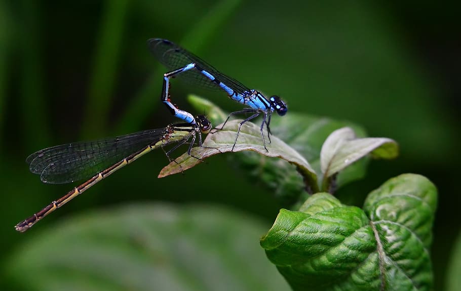 dragonflies, bridesmaids, nature, macro, blue, animal themes, animal wildlife, insect, animals in the wild, animal
