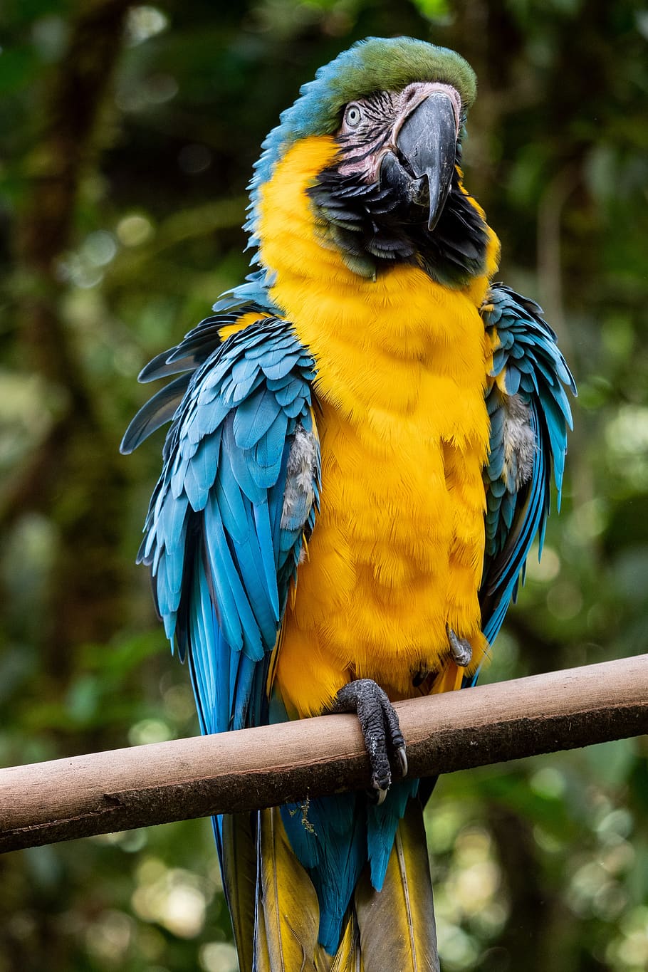 animal, parrot, rainforest, tropical, animal world, feather, plumage, bird, animal themes, animal wildlife
