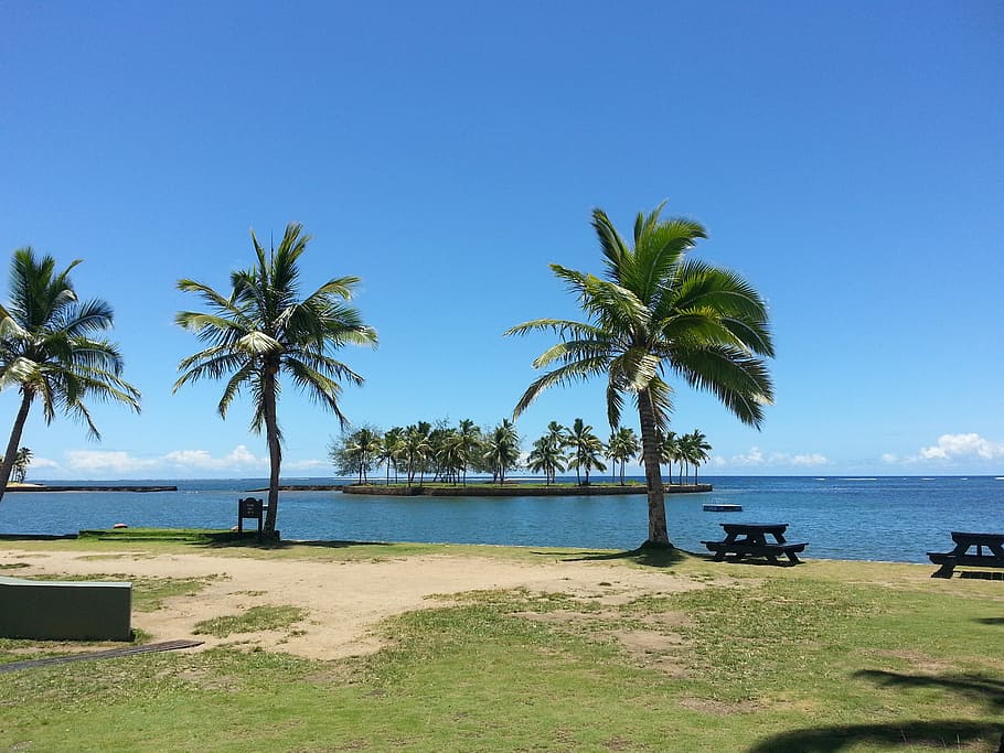 palm trees, body, water, fiji, beach, recreation area, sky, palm tree, tropical climate, sea