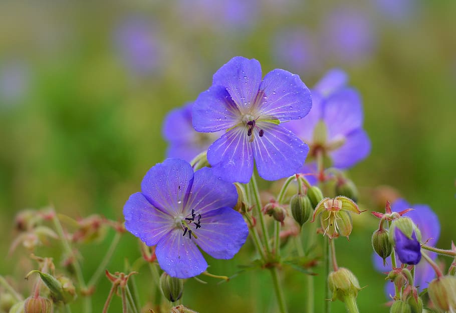wild geraniums, geranium sylvaticum, wild flowers, purple, blue, ground cover, flowers, bee-friendly, park, garden