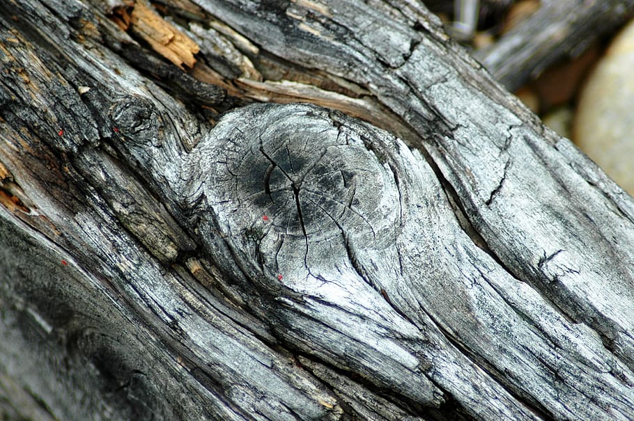 wood, old, dry, knot, cracks, wood - material, tree, textured, close-up, day