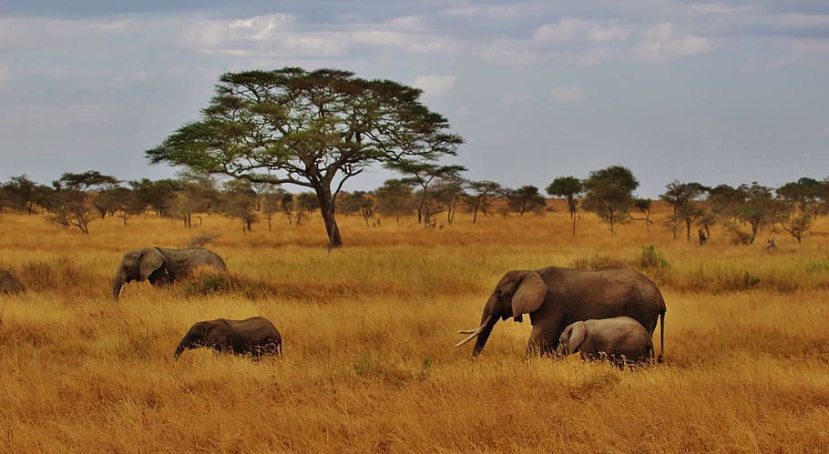 four, brown, grass field, daytime, Elephants, Baby, Elephant, Elephant, Herd, baby elephant, elephant herd