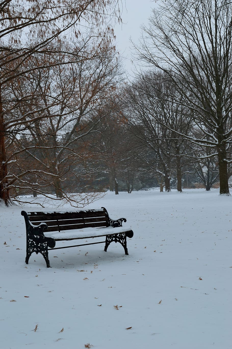 bench, winter, season, seat, cold, snow, outdoor, frost, weather, snowy