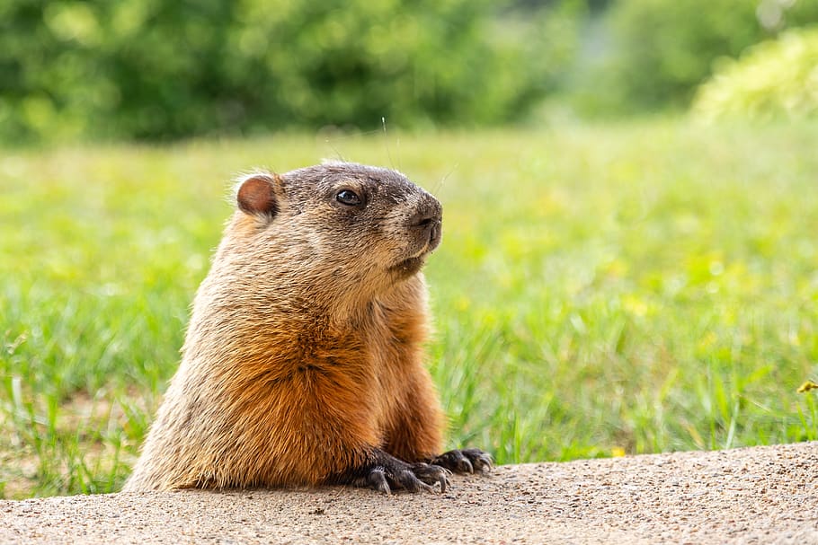 groundhog, animal, cute, nature, mammal, marmot, fur, wildlife, outdoors, summer