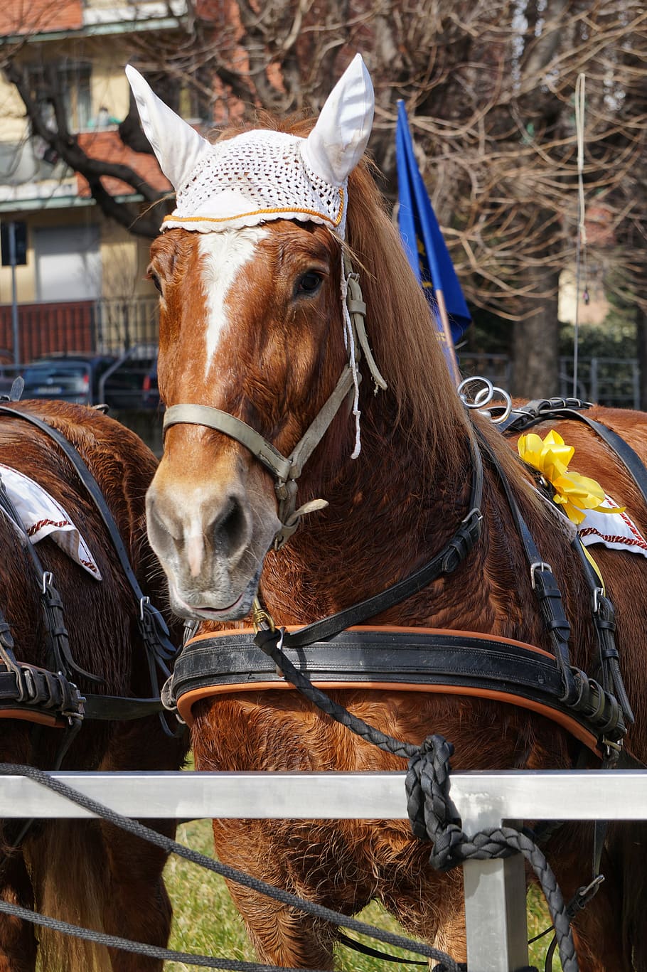 horse, baio, brown, earmuffs, bow, yellow, harness, picket fence, livestock, domestic animals