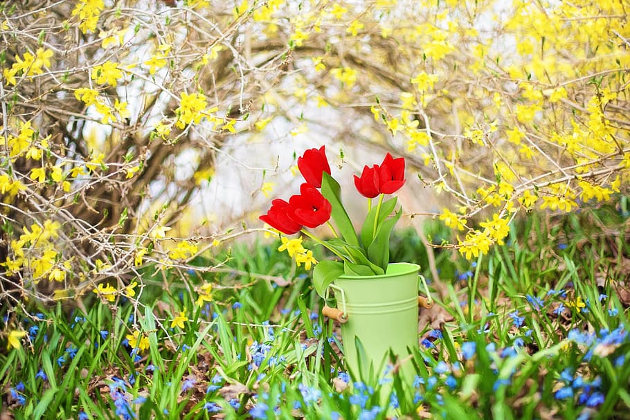 red, petaled flowers, green, pot, spring flowers, forsythia, yellow, tulips, red tulips, spring