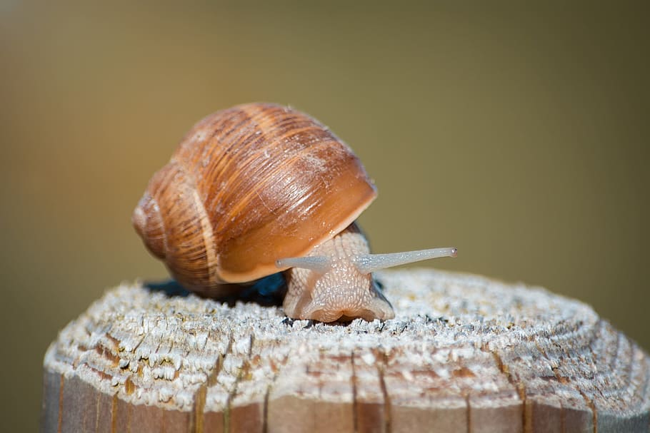 selective, focus photography, snail, brown, wooden, post, shell, mollusk, nature, animal