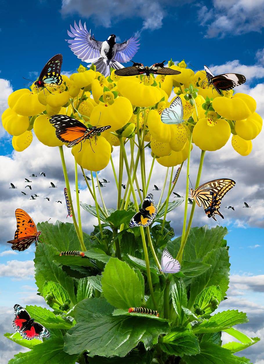 butterflies, yellow, flowers, spring, spring meadow, flower, integrifolia, bloom, butterfly, caterpillar