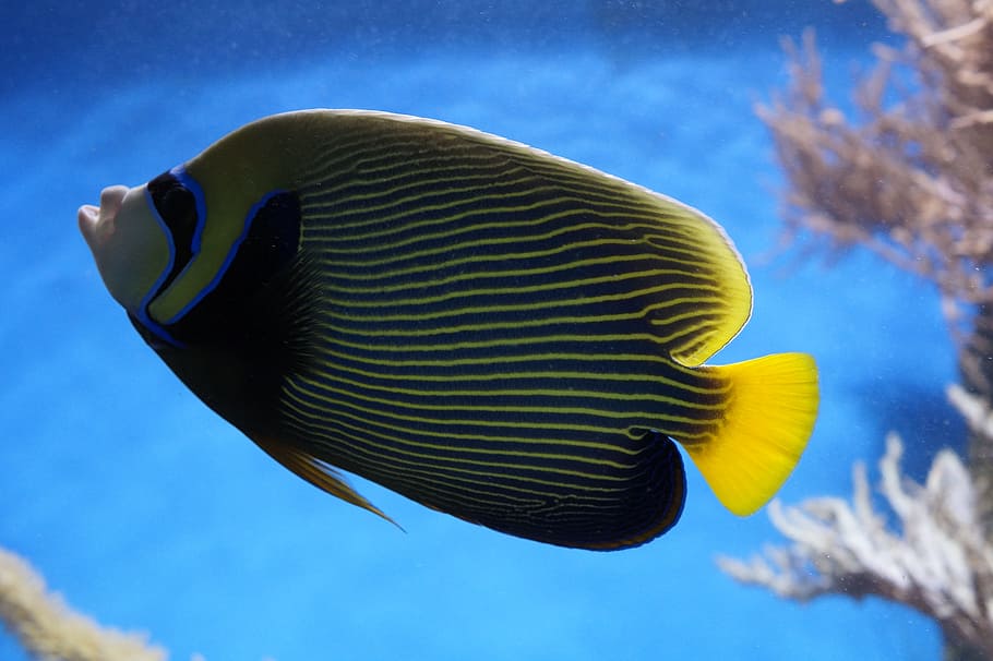 close-up photo, yellow, blackand, blue, tang fish, emperor angelfish, angelfish, fish, aquarium, water creature