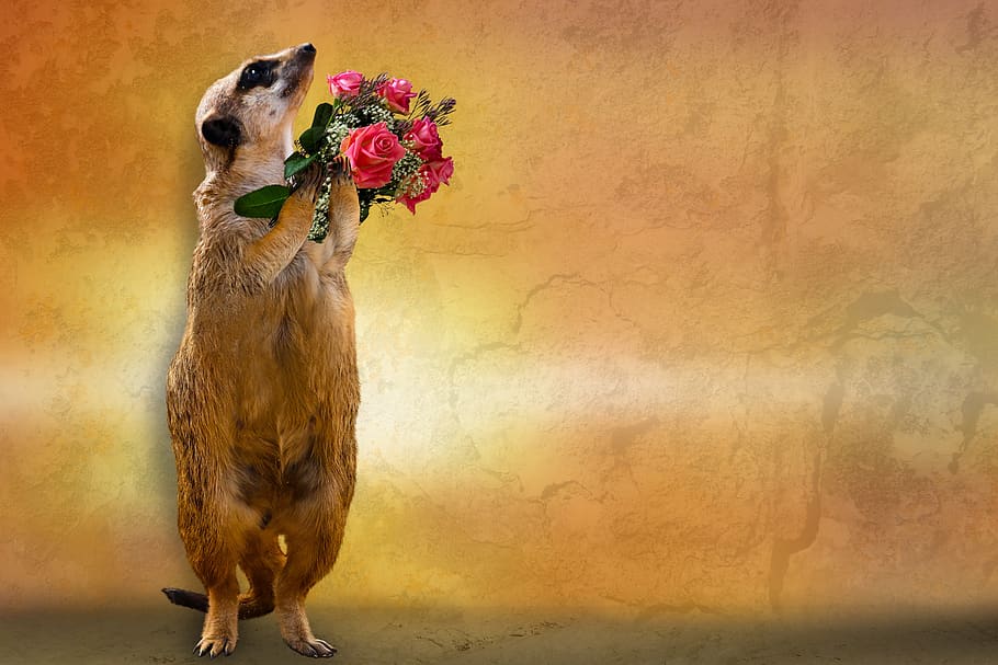 emotions, greeting card, love, birthday, bouquet, meerkat, welcome, get well soon, congratulations, valentine's day