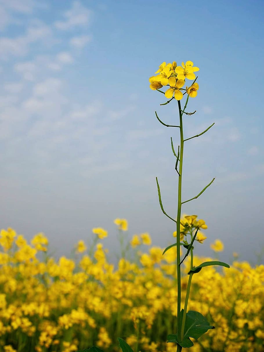 mustard, flower, yellow, nature, bangladesh, flowering plant, plant, vulnerability, fragility, beauty in nature