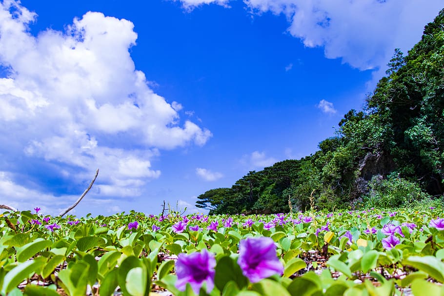 Ishigaki, Okinawa, mar, paisaje, verano, playa, costa, flores, países del sur, Japón