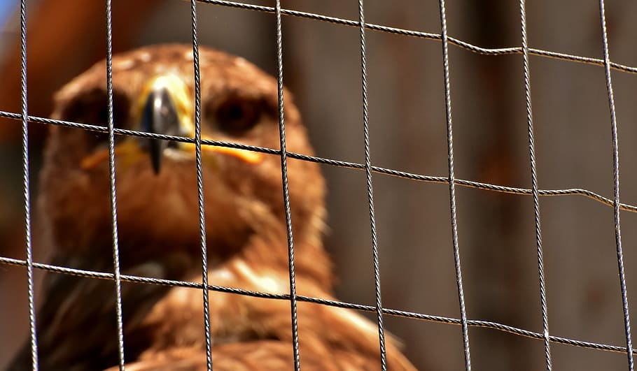 selective, focus photo, brown, eagle, behind, wire mesh fence, adler, raptor, aviary, grid