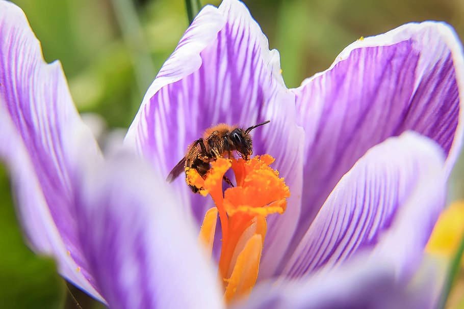 wasp, crocus, purple flower, pollen, spring flower, crocus flower, flower garden, bulbous flowers, spring, macro