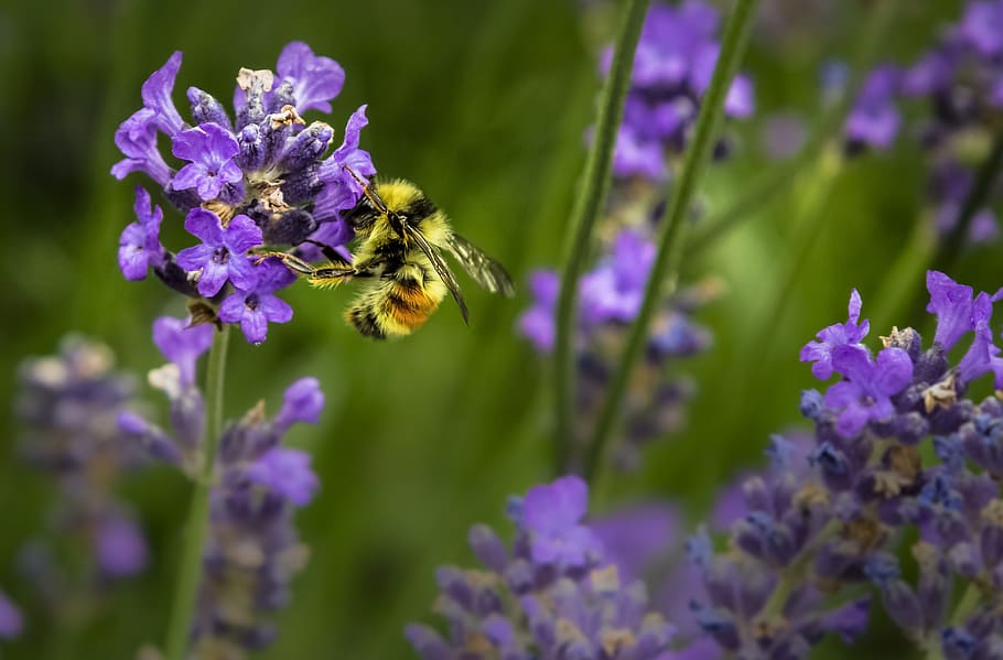 bumble, bee, ungu, bunga petaled, siang hari, Bumble bee, bunga, mekar, berbunga, close-up