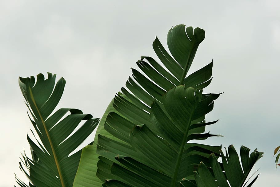 close, photography, banana leaf, stormy, sky, close up photography, leaves, torn, green, fan shaped