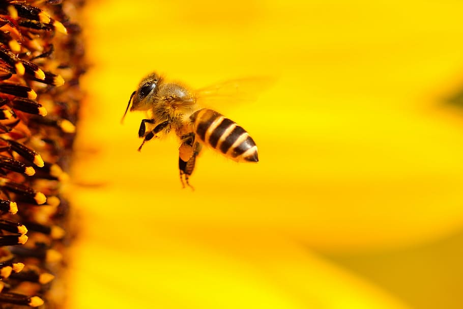 macro shot photography, honey bee, flower, bee, insect, sun flower, yellow, summer, close, blossom