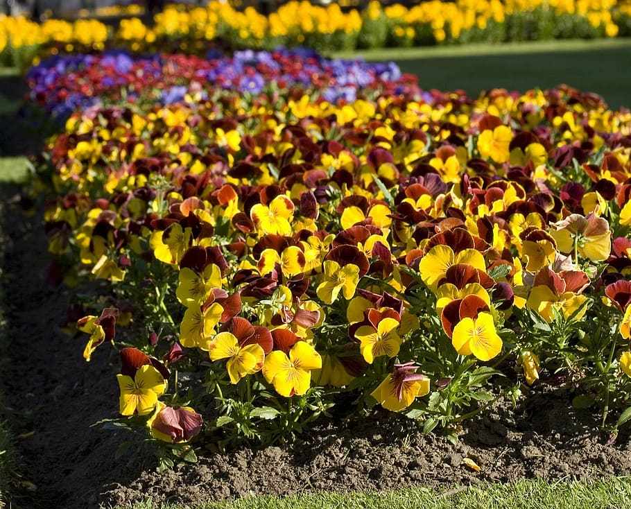 pansy, flower, flowers, bed, flowerbed, bloom, blossom, spring, growth, flowering plant