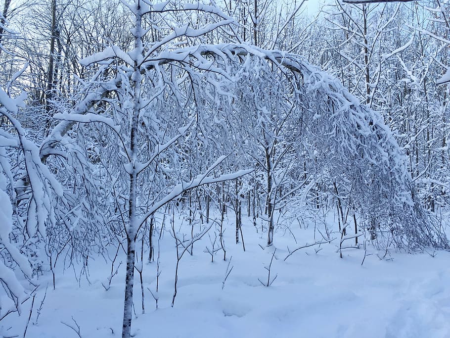 snow, arc, forest, winter, cold, nature, trees, cold temperature, tree, plant