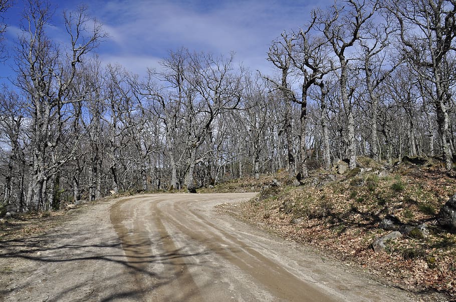 El Camino, bare trees during daytime, tree, plant, road, the way forward, transportation, direction, nature, land