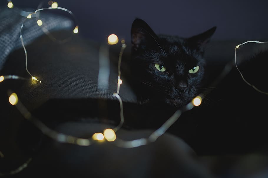 mascota, animal, gato, gato negro, luces de hadas, negro, hadas, luces, mascotas, doméstico