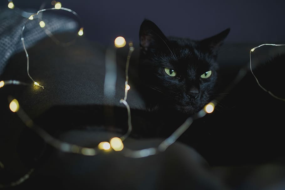 preto, gato, fada, luzes, gato preto, luzes de fada, animal de estimação, animal, doméstico gato, animais de estimação