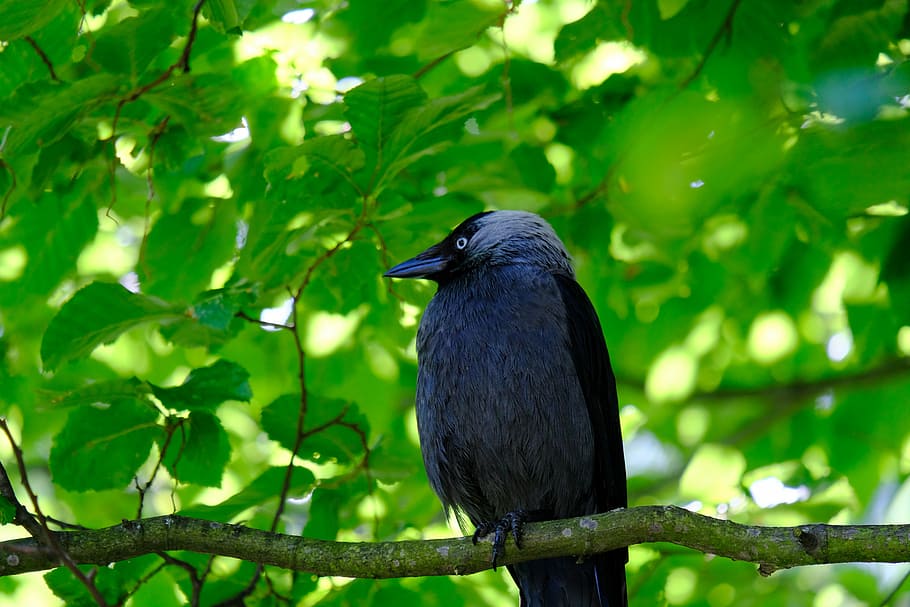 gralha, pássaro, preto, pássaro corvo, forrageamento, curioso, esperando, corvus monedula, voar, pena