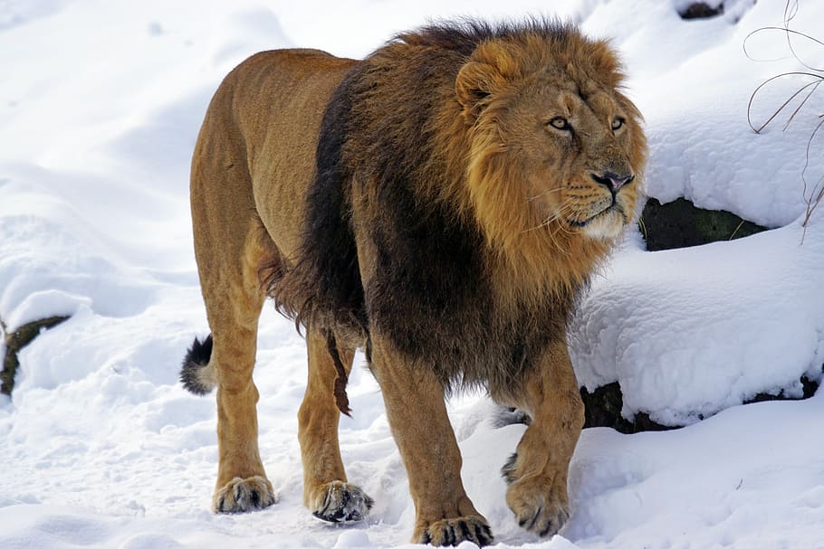 pintura de leão marrom, leão, masculino, indiano, predador, gato, leão indiano, perigoso, inverno, juba do leão