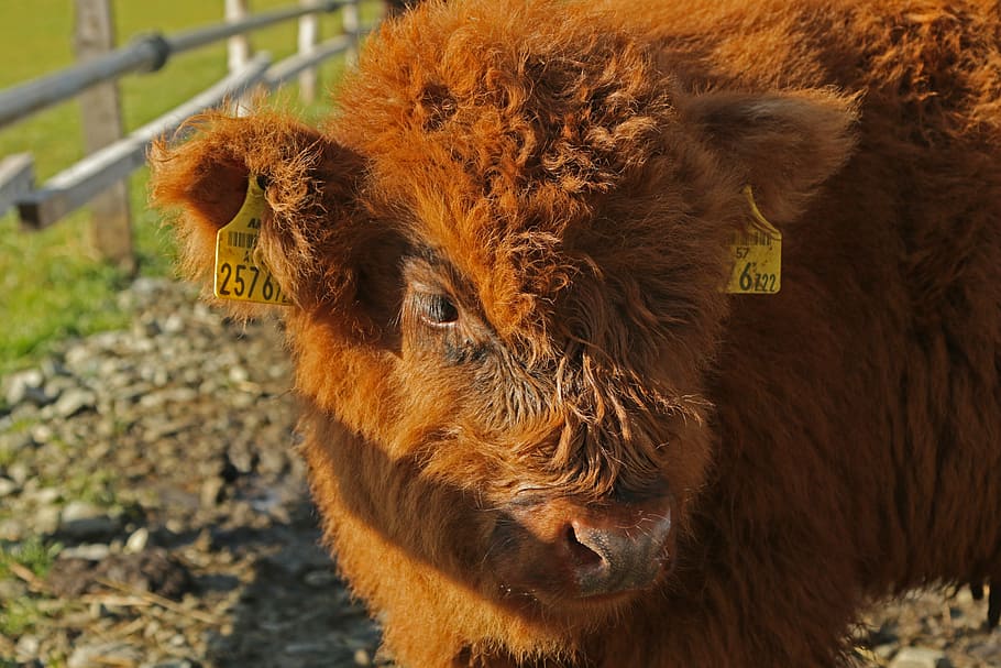 galloway, egg, beef, cattle, animals, agriculture, cow, pasture, galloway beef, livestock