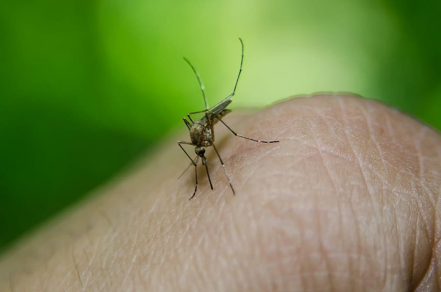 black, mosquito bites, human, finger, focus photography, Bug, Plants, Insect, Leaf, Nature