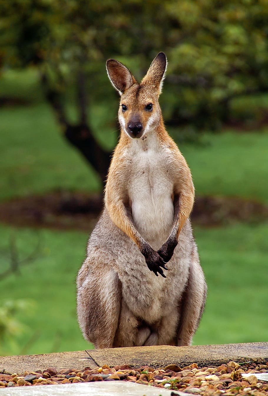 canguro, de pie, árboles, Wallaby de cuello rojo, Australia, wallaby, queensland, marsupial, salvaje, fauna animal