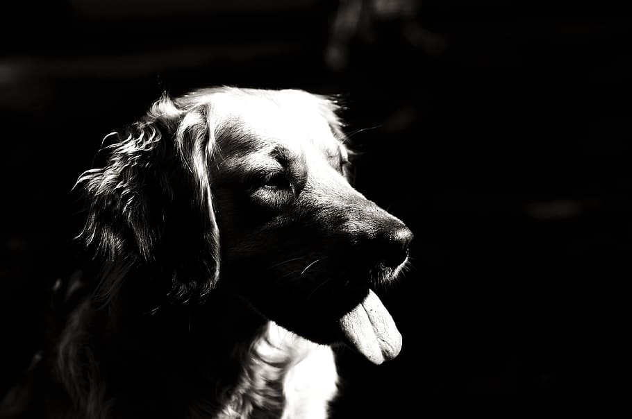 Grapscale Photo Adult Golden Retriever Dog Black And White