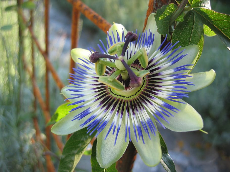 flor de maracujá, passiflora caerulea, flor, américa latina, planta de flor de maracujá, planta, exótica, azul flor de maracujá, natureza, jardim