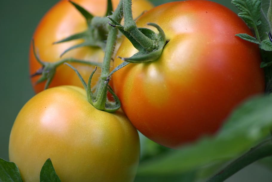 Tomate, vegetales, tomates, verano, vegetariano, agricultura, cultivado, nutrición, inmaduro, tres