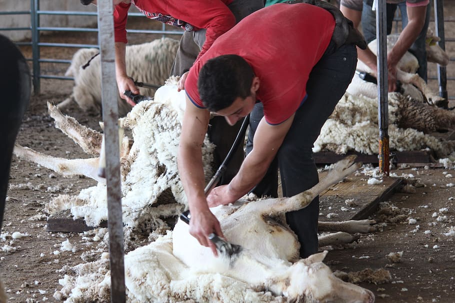 shear, shearing, sheep, merino, wool, animals, extremadura, animal husbandry, farm, livestock