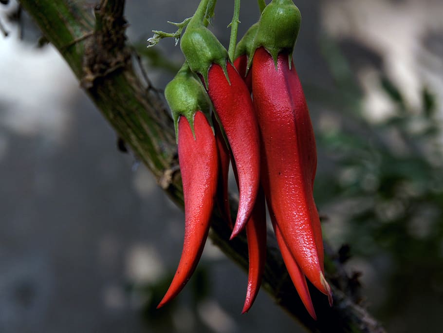 Kaka Beak, Flower, red chillis, red, close-up, freshness, focus on foreground, plant, chili pepper, pepper