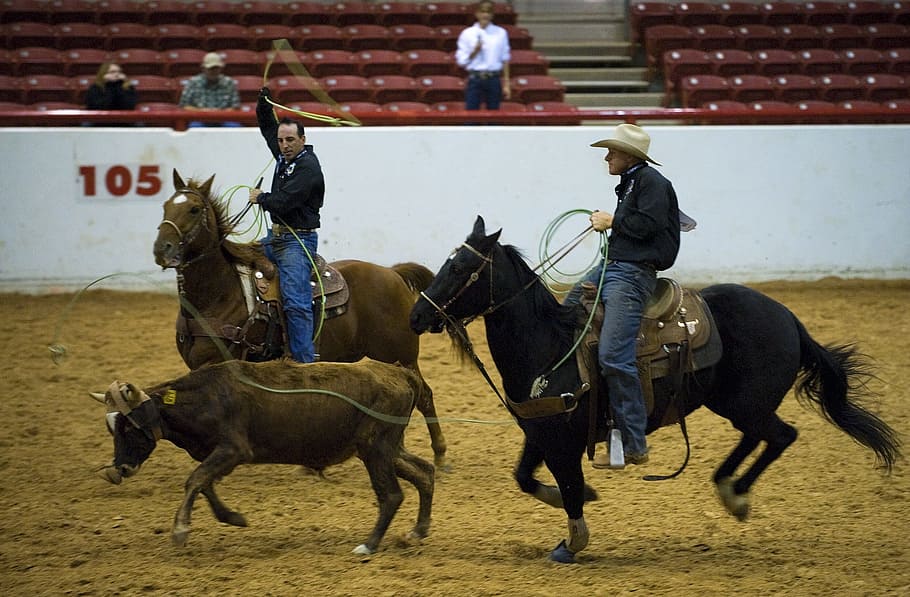 two, man, riding, horses, rodeo, calf, roping, competition, cowboy, western