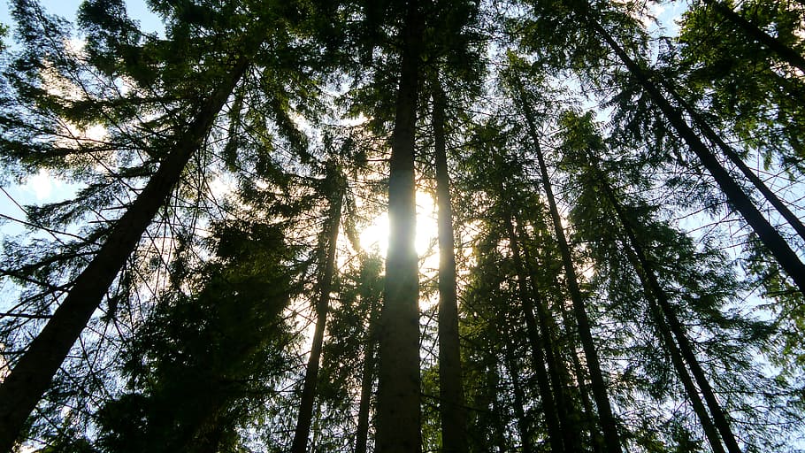 hutan, pohon, bayangan, hijau, matahari, dedaunan, jarum, batang, kulit pohon, termasuk jenis pohon jarum