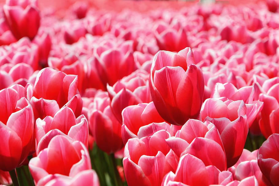 red, tulips, field, nature, flower, flowers, tulip, plant, springtime, pink Color