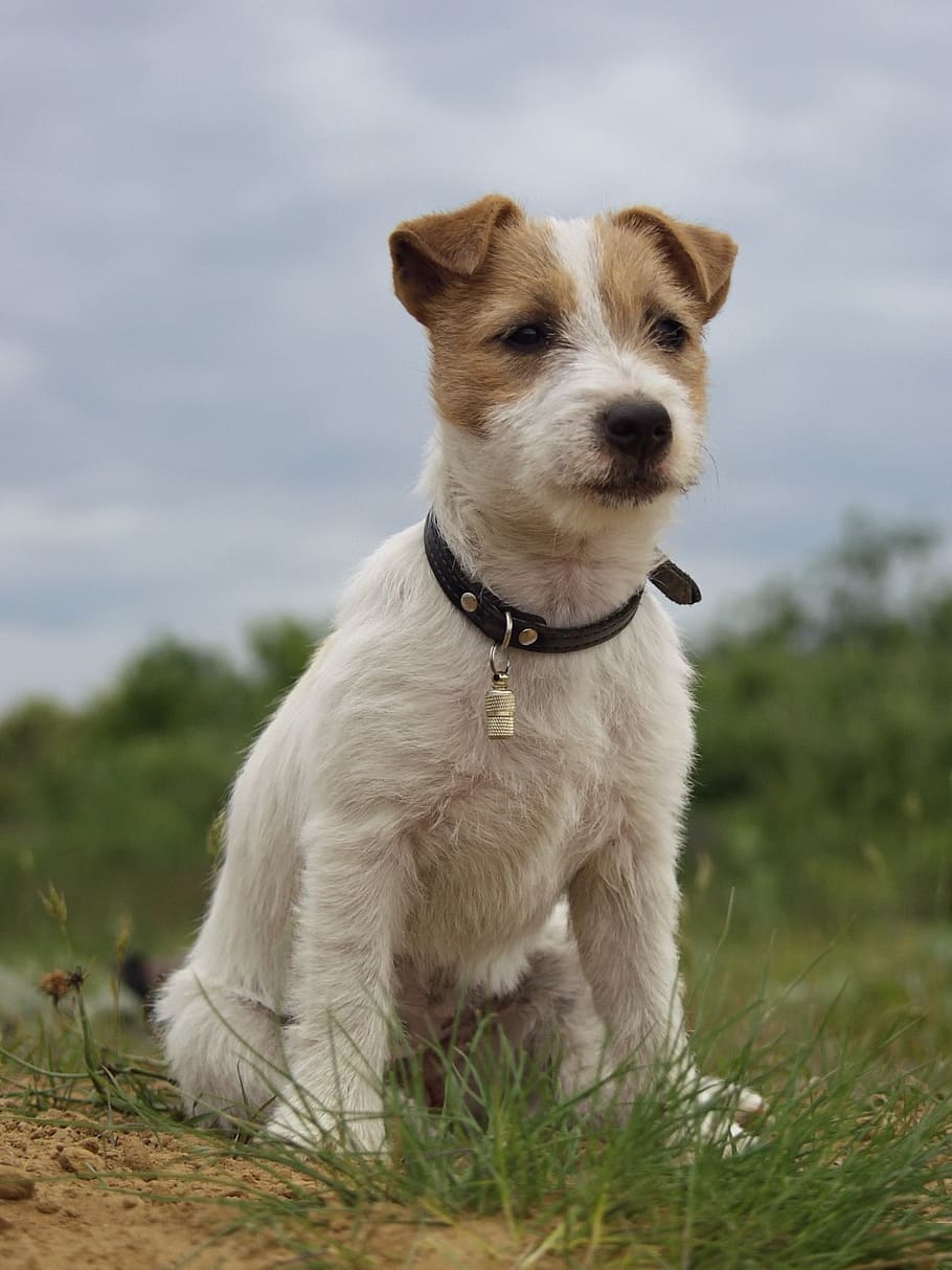 selective, focus photo, parson russell terrier puppy, grass, jack russell terrier, dog, canine, pet, cute, portrait