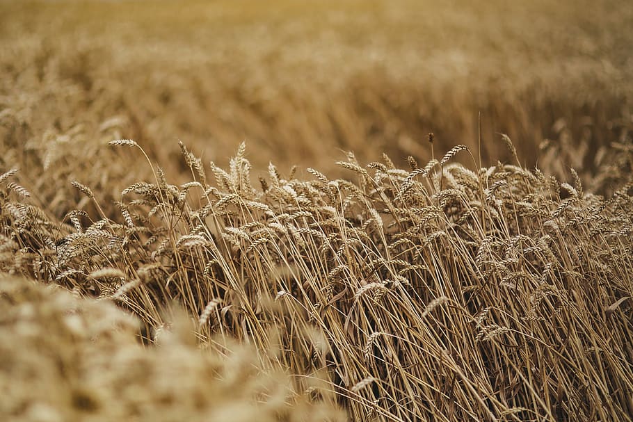 Golden grain, summer, gold, golden, grain, field, wheat, countryside, agriculture, nature