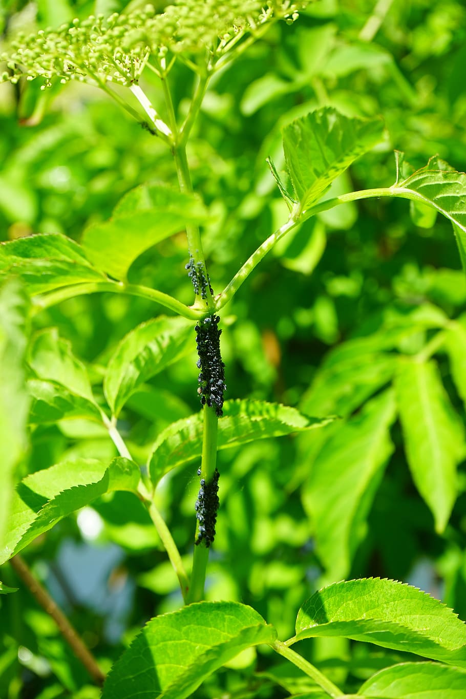 black elder aphids, lice, aphids, pests, infestation, vermin, aphis sambuci, black elderberry, branch, elder