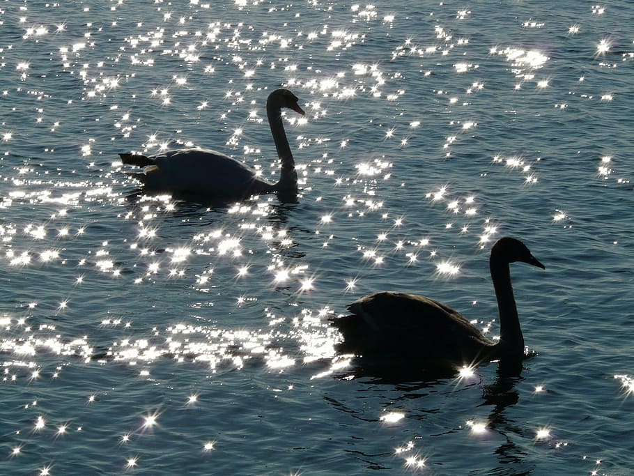 two, silhouette, swans, body, water, swan, animal, fauna, waters, back light