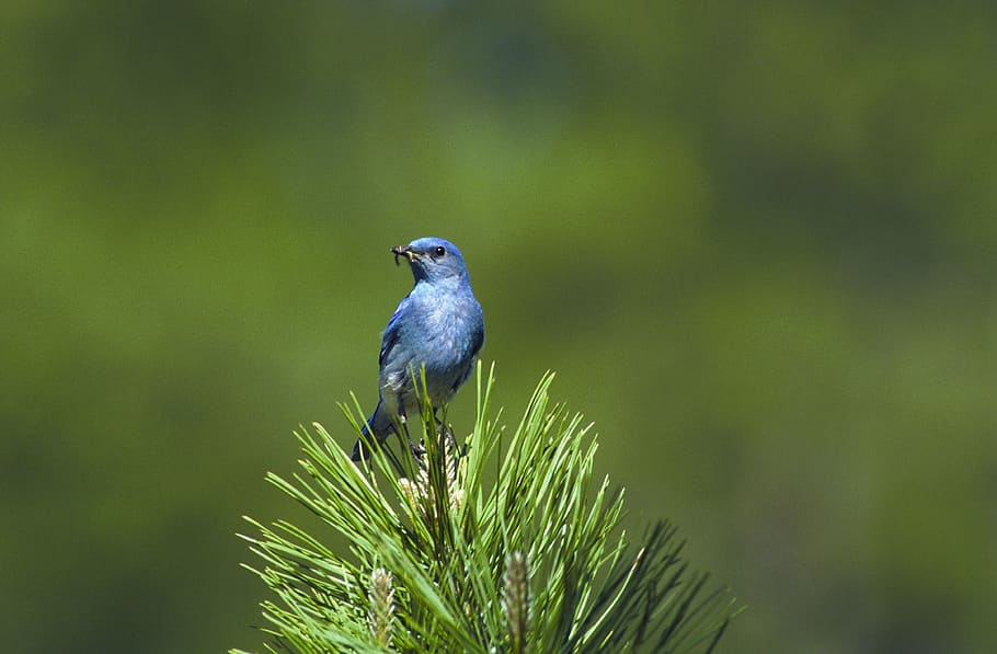 blue, bird perching, green, leafed, plant, mountain bluebird, bird, perched, bluebird, tree