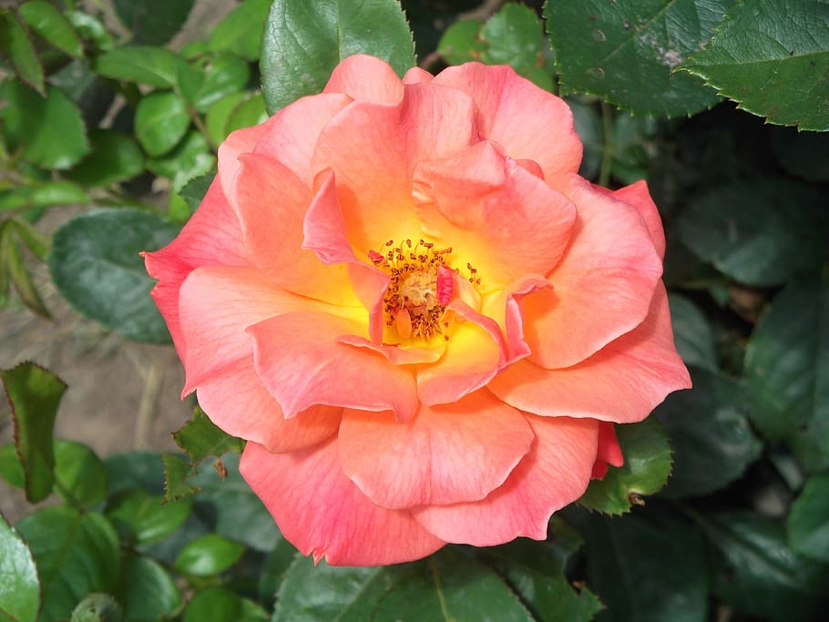 close-up photo, orange, rose, flower, bloom, blossom, peach, yellow, garden, spring